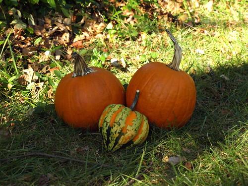 pumpkin still life 2