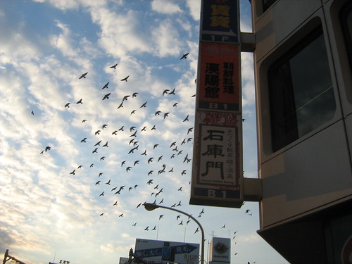 Birds flying over Takadanobaba 2