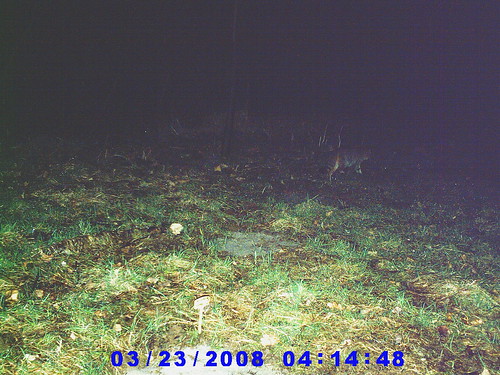 Chat forestier (photo prise le 23/02/08)...