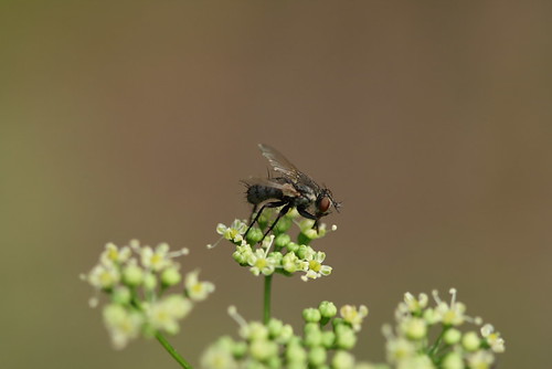 parsley fly 1