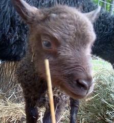 New ram lamb