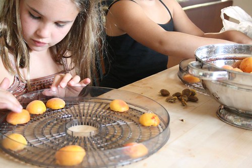 processing apricots for the dehydrator