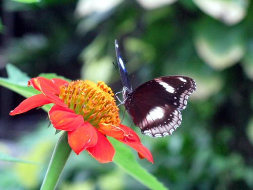 Pictures Of Butterflies Flying. utterflies flying around