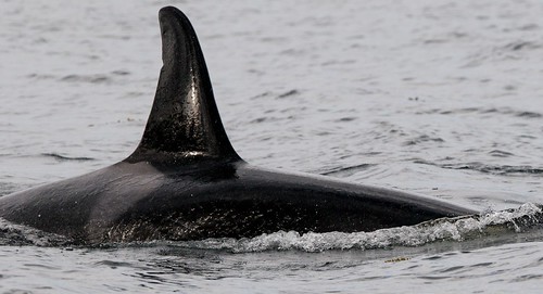 Female Orca 4 by winkyintheuk, on Flickr