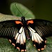 Scarlet Swallowtail