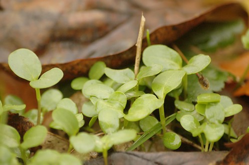 Lunaria annua - Judaspenning (kiemplantjes)