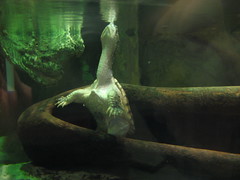 Turtle stretching its neck