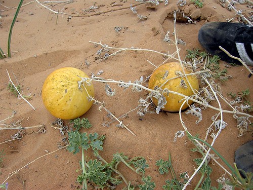 MERZOUGA-SAHARA-2008-8MP 041