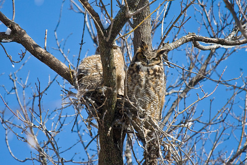 Great-horned Owls 