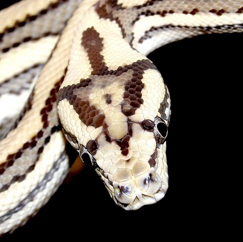 carpet python. pet. reptile. super 