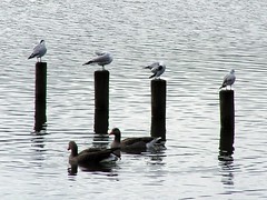 Gulls and Geese