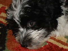 life is good (shannonblogs) Tags: dog puppy bichon dakota kota havanese