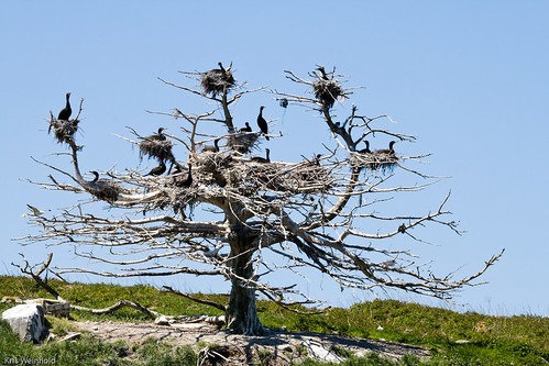 Cormorants Nesting