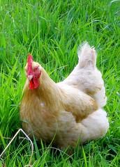 Backyard Chickens - (c) Sienna Wildfield