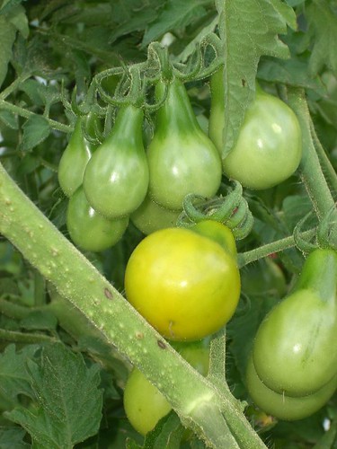 Yellow Pear Tomato close up
