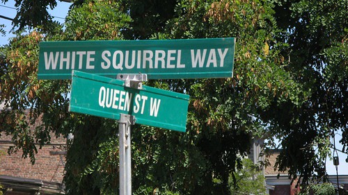 White Squirrel Way (for Joe Clark)