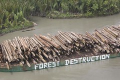 Forest Action in PNG by Greenpeace Esperanza