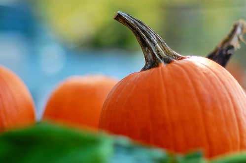 "I would rather sit on a pumpkin and have it all to myself, than be crowded on a velvet cushion."