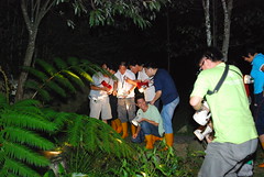 中國環團在桃米社區的綠屋民宿進行夜觀導覽，觀察豐富的蛙類生態