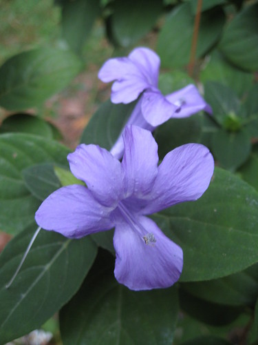 Phillipine violet (Barleria cristata)