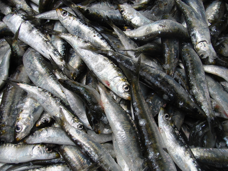Sardines at Market in Porto