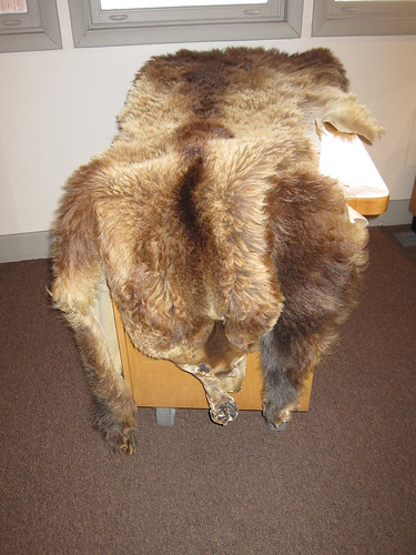 montana - bear skin rug