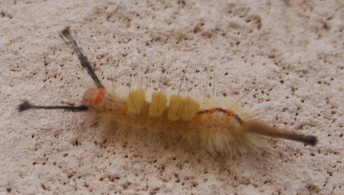Fir Tussock Moth Caterpillar 1