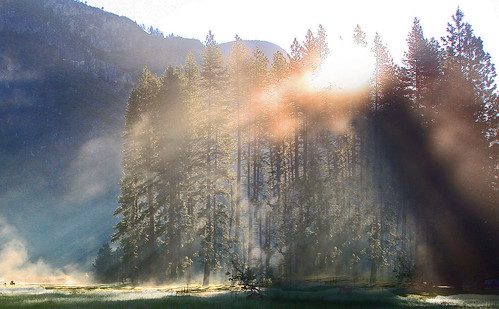  フリー写真素材, 自然・風景, 樹木, 日光・太陽光線, ヨセミテ国立公園, 世界遺産, アメリカ合衆国, カリフォルニア州,  