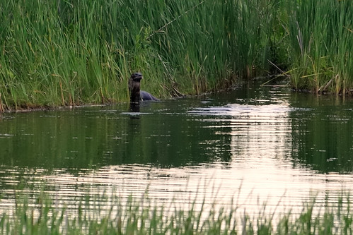 River Otter DSC_7821