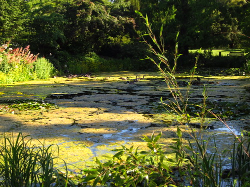 The Lily Pond, Kew Gardens
