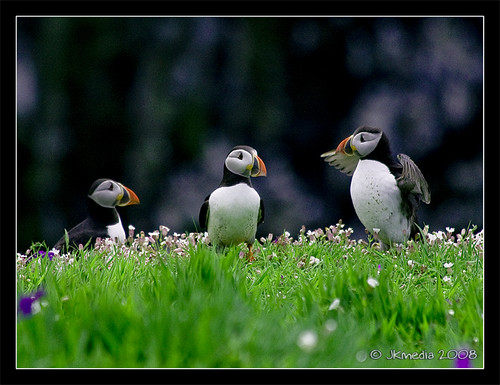 Puffin chat