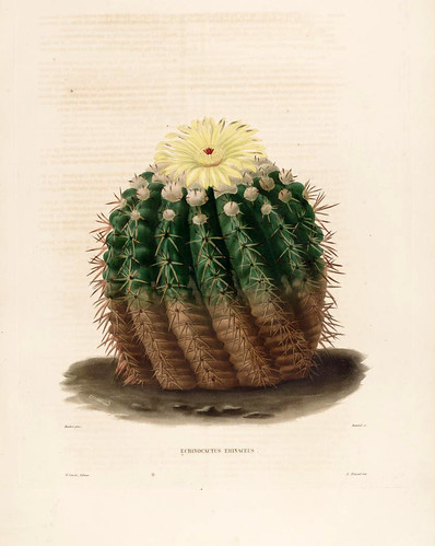 03-Echinocactus erinaceus