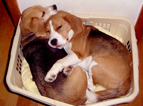 Cozy Beagle Snooze