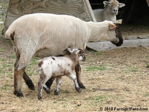 Daisy Mae and ewe lamb on 4-6-10 (2)