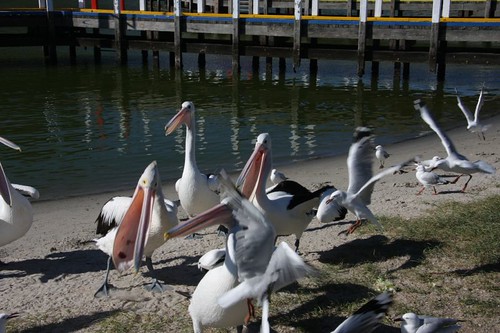 Pelican Madness at Lakes Entrance, VIC.