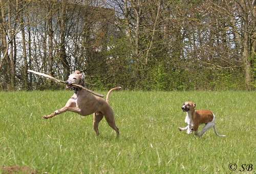 Whippets Coco & Quentin