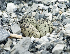 Killdeer nest with 3 eggs