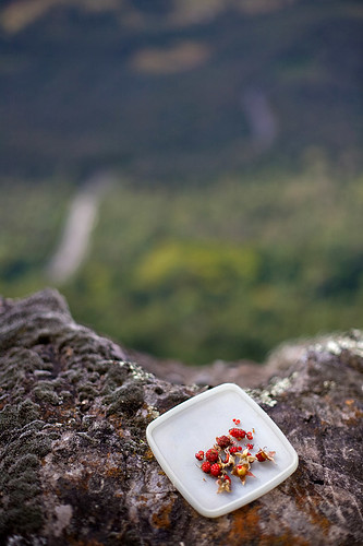 Wild Raspberry snacks