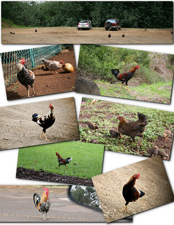 Kauai Chickens1