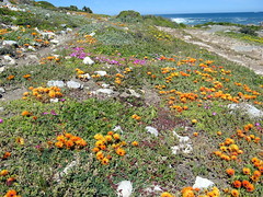 Flowers at the coast