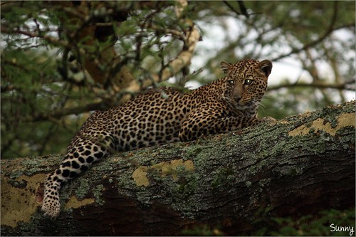 你拍攝的 71 Lake Nakuru - Leopard。
