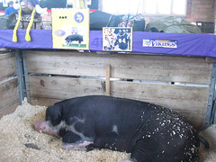 Pat the pig, MN State Fair