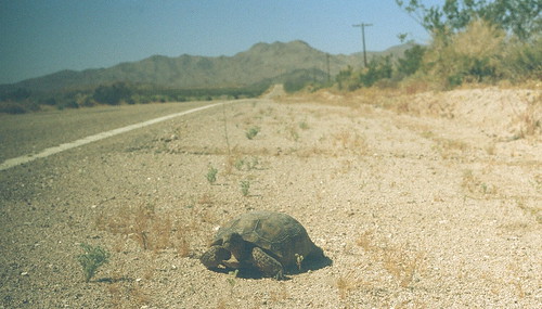 Mojave National Preserve, CA
