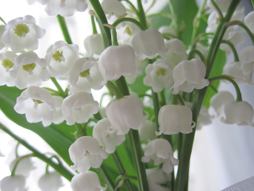 Lily-of-the-Valley 3