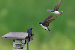 Tree Swallows DSC_5852 by Mully410 * Images