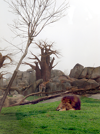 lion-valencia-zoo