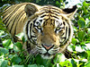 Sumatran Tiger ; bathing by tropicaLiving
