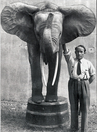 Forest elephant and Zoo director Rudolf Weber in Duesseldorf Zoo 1937