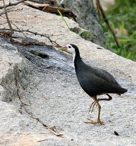 white-breasted waterhen lalbagh 150308