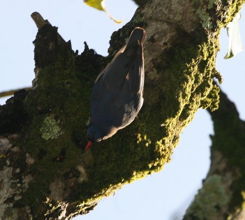 velvet-fronted nuthatch kodai 220508